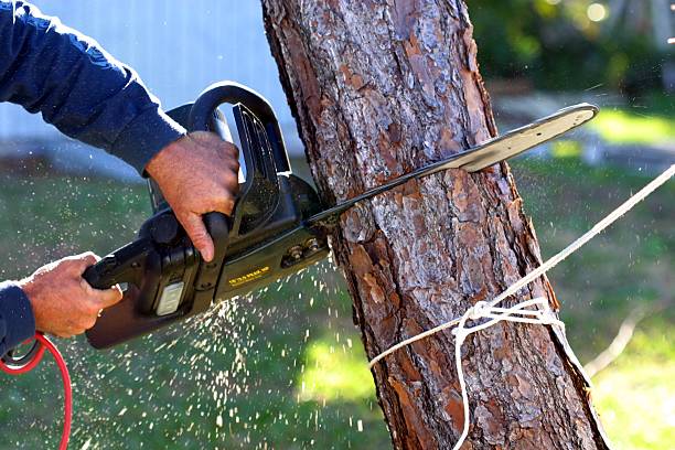 Best Arborist Consultation Services  in USA